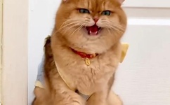 中文无码有码亚洲 欧美